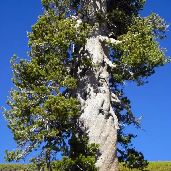 Ancient Pinus contorta showing characterful twisting trunk movement and rugged bark, ideal inspiration for Literati bonsai design