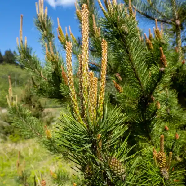 Pinus contorta 'Lodgepole Pine' showing vigorous spring candle extension, estate-propagated in 140mm nursery pot, highly responsive bonsai subject