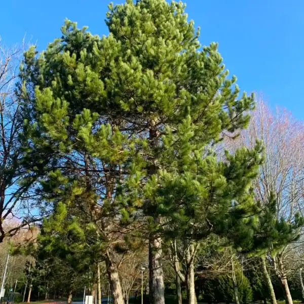 Mature Pinus contorta 'Lodgepole Pine' displaying vigorous upright growth in a managed cold-climate landscape, premium architectural conifer