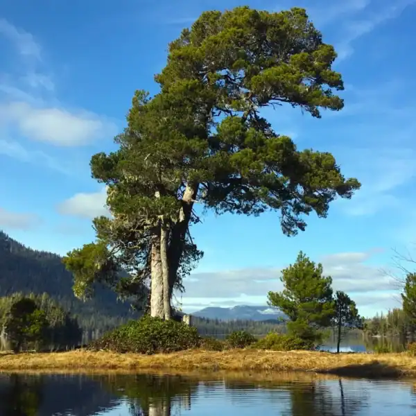 Mature Pinus contorta 'Shore Pine' demonstrating extreme cold hardiness and windswept architectural form over an alpine lake, premium landscape specimen