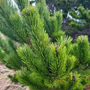 Pinus contorta 'Lodgepole Pine' showing dense paired needles, estate-propagated in 140mm nursery pot, premium structural conifer and bonsai subject