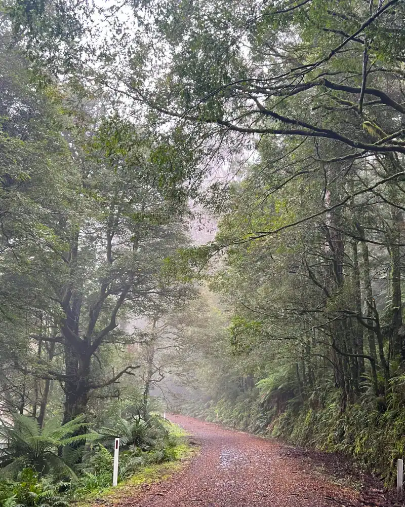 Nothofagus cunninghamii myrtle beech cool temperate rainforest with tree ferns and mist, southern beech habitat