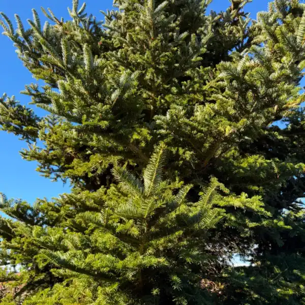 Established Turkish Fir specimen demonstrating its full, narrow conical habit and vibrant, glossy dark-green foliage.