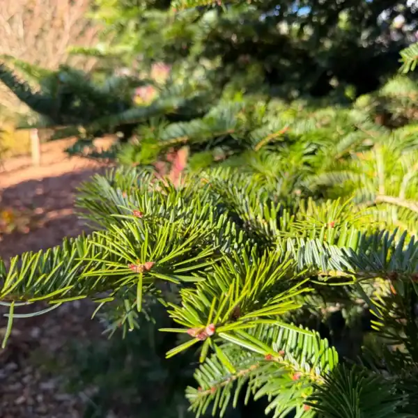 Close-up of the dense, fragrant foliage on a mature Abies bornmuelleriana 'Turkish Fir' landscape specimen.