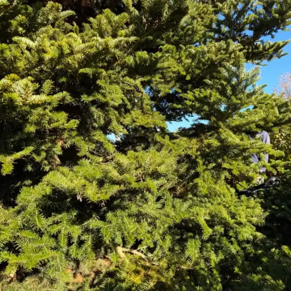 Detailed view of the soft, non-prickly, two-tone needles of the Turkish Fir glistening in the landscape.