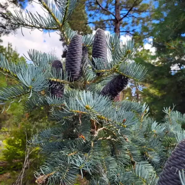 Striking purple upright cones and frosted silver-blue foliage on an Abies concolor 'White Fir', a premium drought-tolerant landscape specimen.