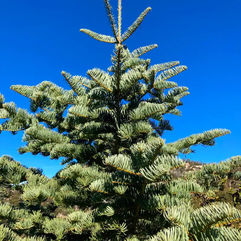 The brilliant silver-blue canopy of an Abies concolor 'White Fir' against a bright sky, highlighting its stately symmetrical architecture.