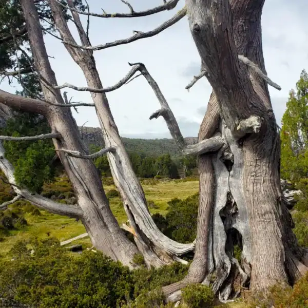 Mature Athrotaxis cupressoides 'Pencil Pine' cluster in a sub-alpine landscape, showcasing its narrow columnar habit and Gondwanan heritage