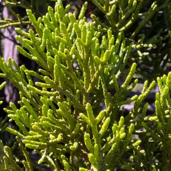 Ancient Athrotaxis cupressoides trunk demonstrating glacial growth and extreme longevity, IUCN Vulnerable Tasmanian endemic