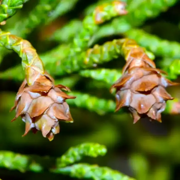 Close up of dense, scale-like cypress foliage on an Athrotaxis cupressoides 'Pencil Pine', a rare sub-alpine Gondwanan relict