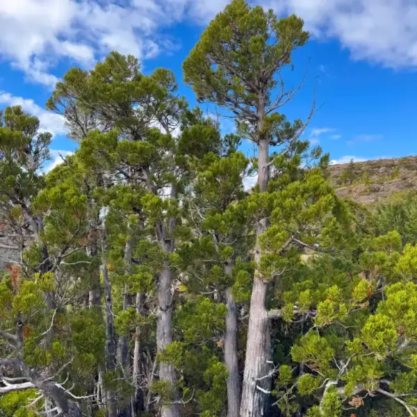 Mature Athrotaxis cupressoides 'Pencil Pine' displaying strict columnar architecture in a cool-temperate landscape design