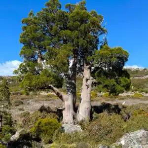 Stand of wild Athrotaxis cupressoides 'Pencil Pine' in a fire-protected Tasmanian sub-alpine refugia, authentic Gondwanan provenance