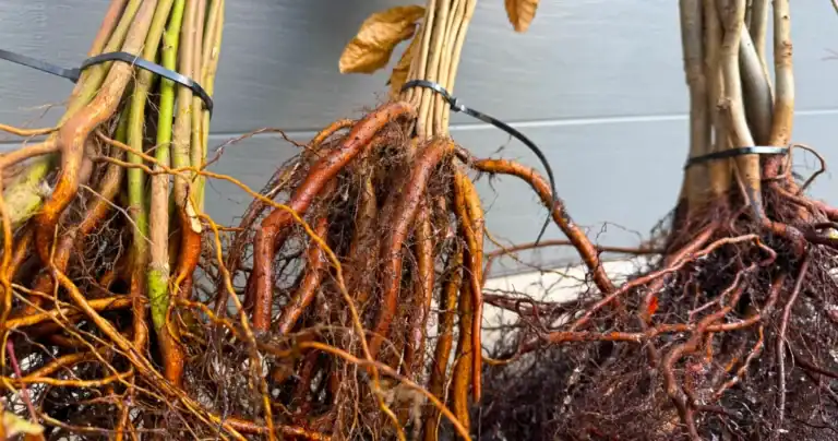 Bundles of bare-root deciduous trees on arrival, showing the fibrous field-grown root systems, Sequoia Valley Farms