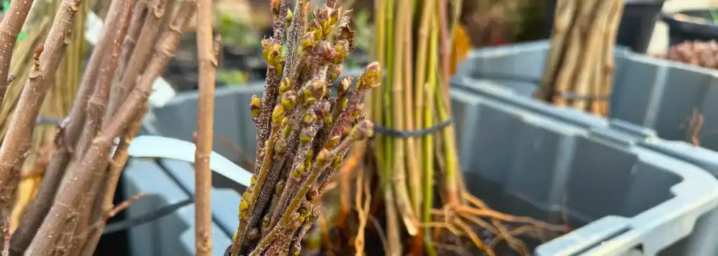Dormant bare-root trees soaking in crates, buds visible along the canes, Sequoia Valley Farms