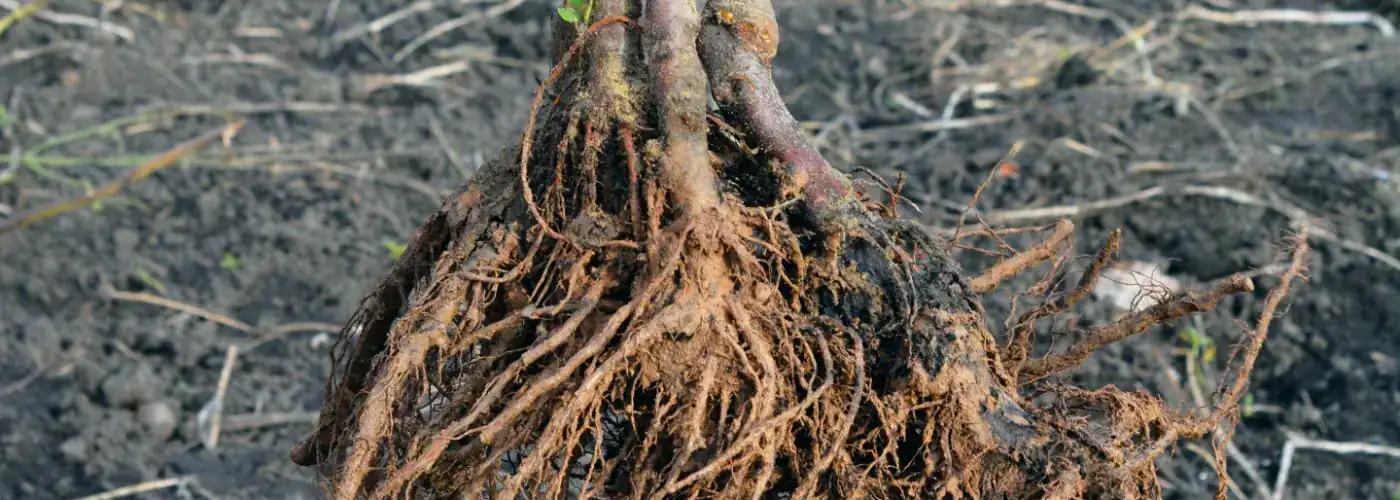 Bare-root tree roots freshly dug up in the field, showing pale fibrous root growth