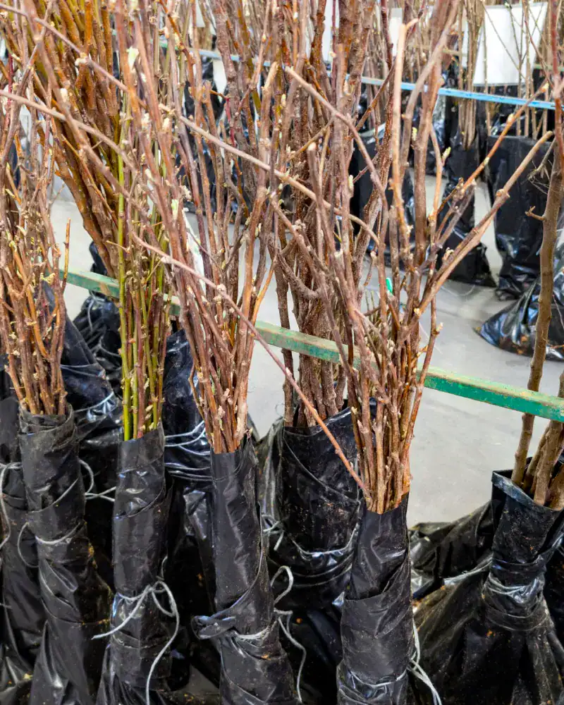 Bare-root trees bundled and bagged for dispatch in a packing facility
