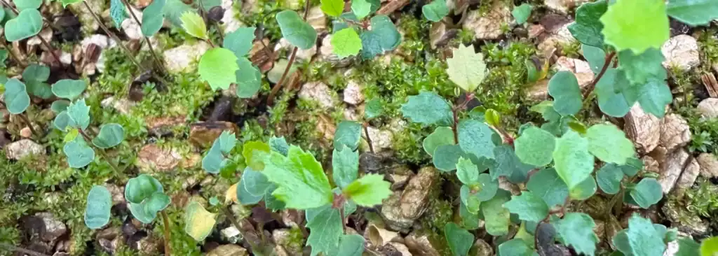 Nothofagus seedlings germinating in a tray, southern beech seed propagation in Australia