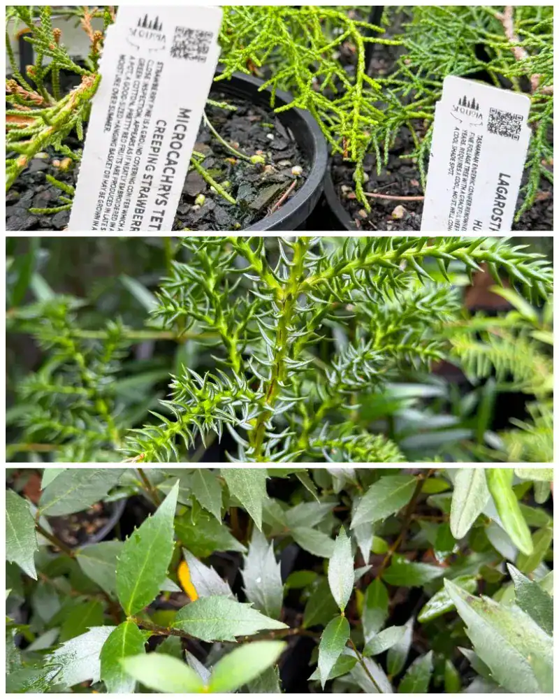 Tasmanian endemic conifers and rainforest species grown at Sequoia Valley Farms — Microcachrys, Huon pine, Athrotaxis, sassafras and leatherwood, Gondwanan conservation