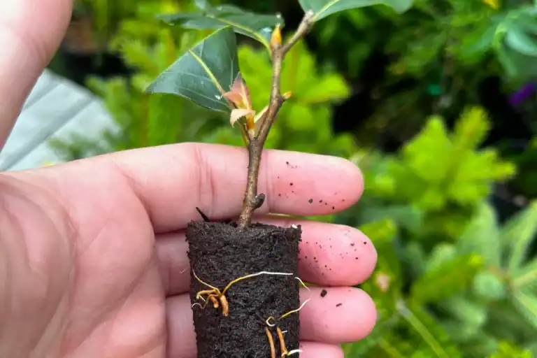 Rooted Nothofagus moorei cutting held in hand showing new white roots, Antarctic beech propagation at Sequoia Valley Farms