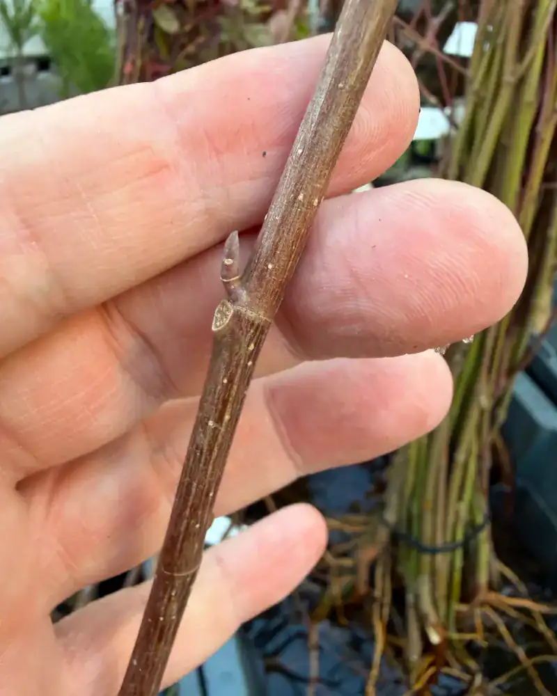 Dormant buds spaced along the stem of a bare-root deciduous whip