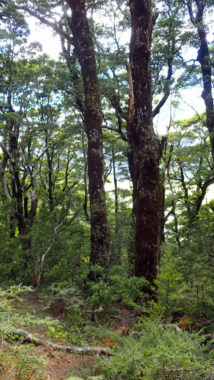 Nothofagus menziesii blog