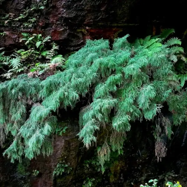 Detailed close-up photograph highlighting the fine, drooping, scale-leaved branchlets of a critically endangered Pherosphaera fitzgeraldii 'Blue Mountains Pine', showing adaptations to waterfall spray zone mist.