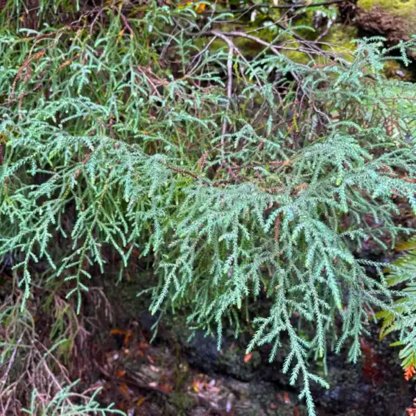 A full view of an established Pherosphaera fitzgeraldii 'Blue Mountains Pine' in a pot, displaying its characteristic low sprawling shrub habit, suitable for conservation-focused container cultivation.