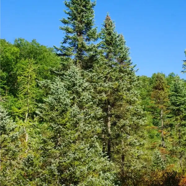 Mature Picea mariana 'Black Spruce' displaying its characteristic narrow, spire-topped habit in a cold-climate landscape.