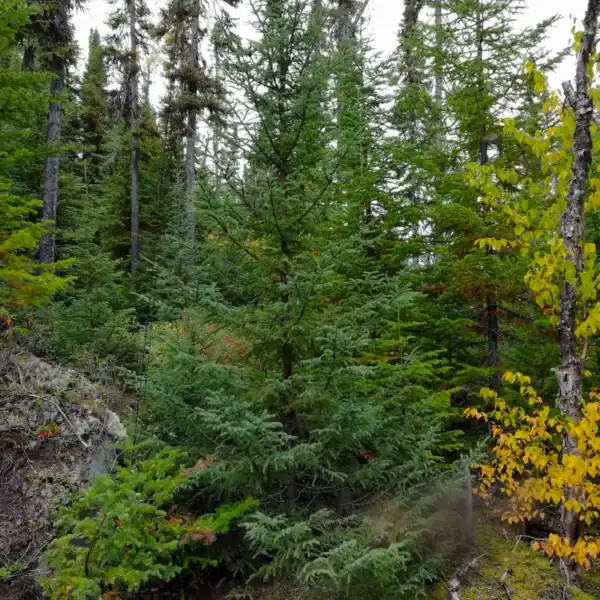 A young Picea mariana 'Black Spruce' establishing in a forest understory, an excellent bog-tolerant conifer for challenging wet soils.