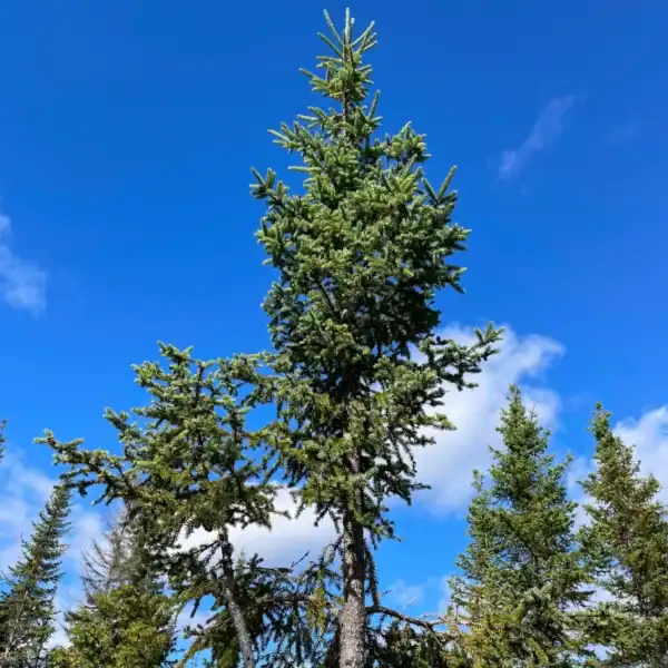 The striking, narrow architectural spire of a Black Spruce (Picea mariana), a highly cold-hardy conifer ideal for collector gardens.