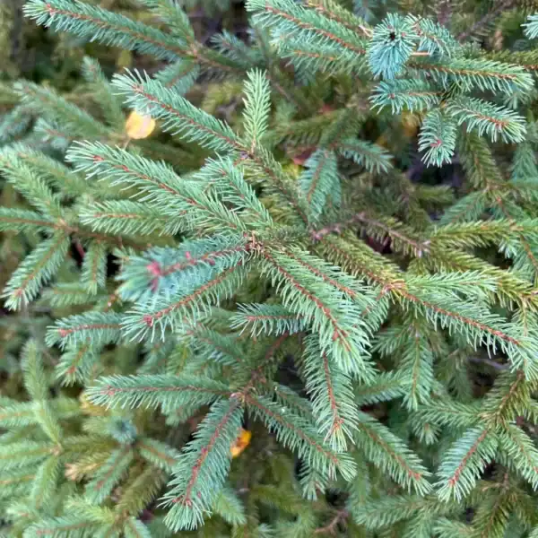 Close-up of the short, dense blue-green needles on a Picea mariana 'Black Spruce', highly sought after for niche bonsai cultivation.