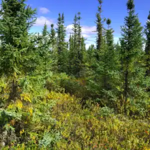 A stand of Black Spruce (Picea mariana) growing natively in a wet, acidic boreal environment, showcasing its extreme tolerance for peaty bogs.