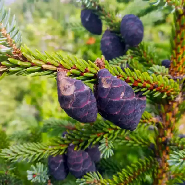 Detailed view of the small, persistent purple-brown cones clustered on the crown of a rare Picea mariana 'Black Spruce'.