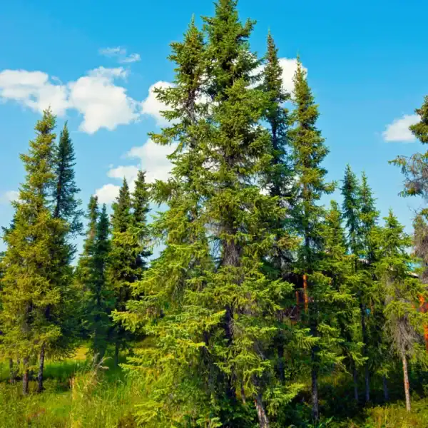 A grouping of tall Picea mariana 'Black Spruce' trees, demonstrating their slender, spire-like silhouettes and extreme resilience.