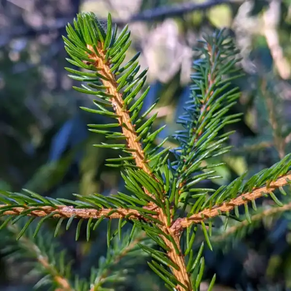 Detailed close-up of the reddish-brown stem and bright yellow-green needles on a Picea rubens 'Red Spruce', a highly prized Appalachian conifer.