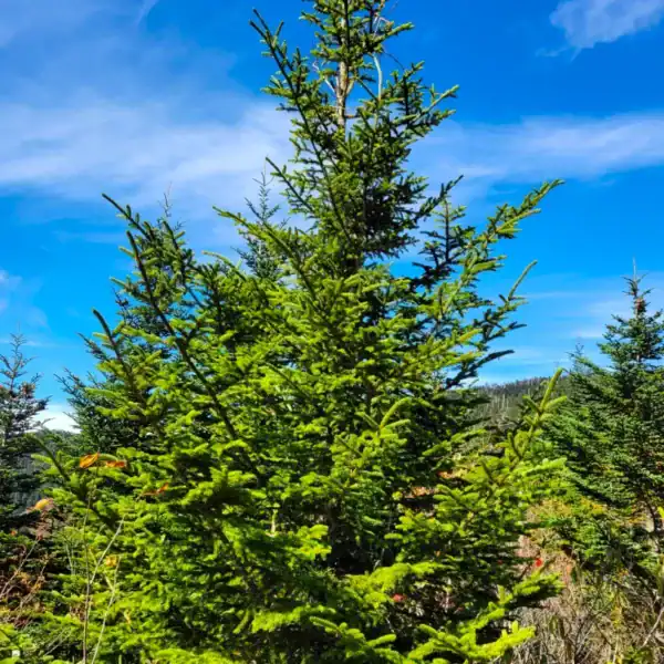 A perfectly structured Picea rubens 'Red Spruce' displaying its dense conical habit, highly sought after as a living Christmas tree and luthier tonewood.
