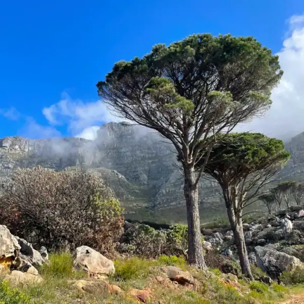 Two mature Italian Stone Pines (Pinus pinea) with domed umbrella crowns against a misty mountain backdrop
