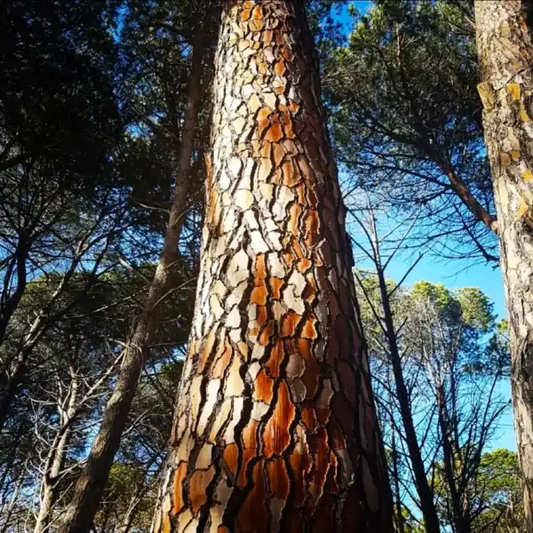 Trunk of a mature Italian Stone Pine (Pinus pinea) showing its distinctive fissured, orange-brown plated bark
