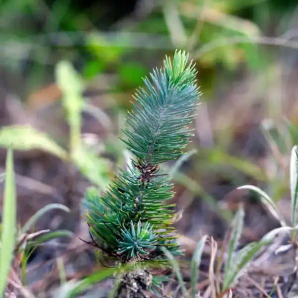 Young Pinus pinea seedling with the soft, silvery blue-green juvenile needles prized on potted Stone Pines