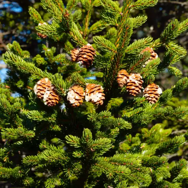 Clusters of seed cones on a Picea rubens 'Red Spruce', showcasing the striking green needles of this cool-climate tonewood conifer.