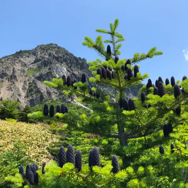 A spectacular young Abies koreana 'Korean Fir' heavily laden with showy violet-purple cones in a cool-climate mountain landscape.