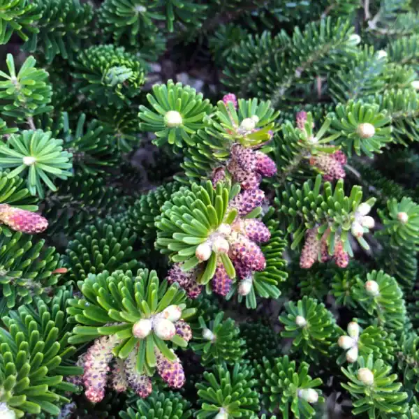 Dense dark-green foliage and young purple cones forming on a compact Korean Fir (Abies koreana), a premier cool-climate landscape specimen.