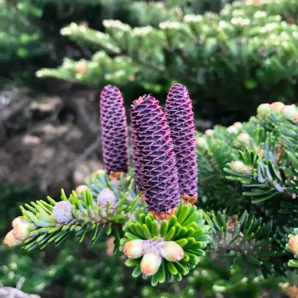 Close-up of the signature upright violet-purple cones on an Abies koreana 'Korean Fir', a highly sought-after small garden conifer.