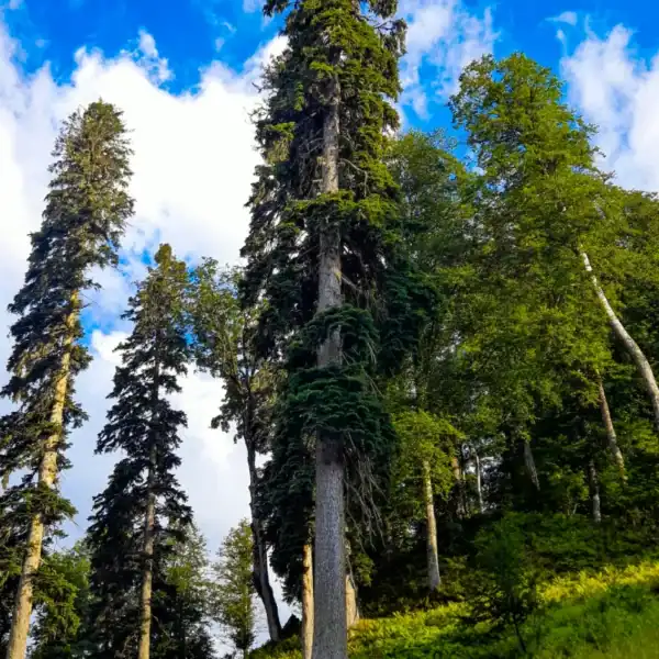 Looking up at the towering trunk and impressive architectural height of mature Caucasian Fir (Abies nordmanniana) trees.