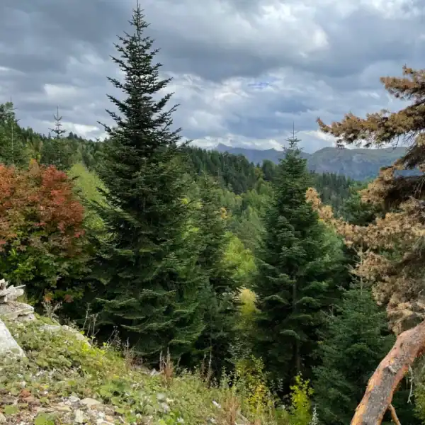 Dense, symmetrical Abies nordmanniana 'Nordmann Fir' trees growing naturally on a cool-temperate alpine hillside.