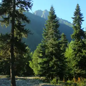 Mature Abies nordmanniana 'Caucasian Fir' trees displaying their stately, symmetrical conical form in a cool-climate mountain valley setting.