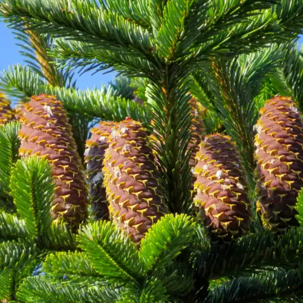 Large upright cones with distinct yellow-tinged bracts on the dense green canopy of a mature Abies nordmanniana 'Nordmann Fir'.