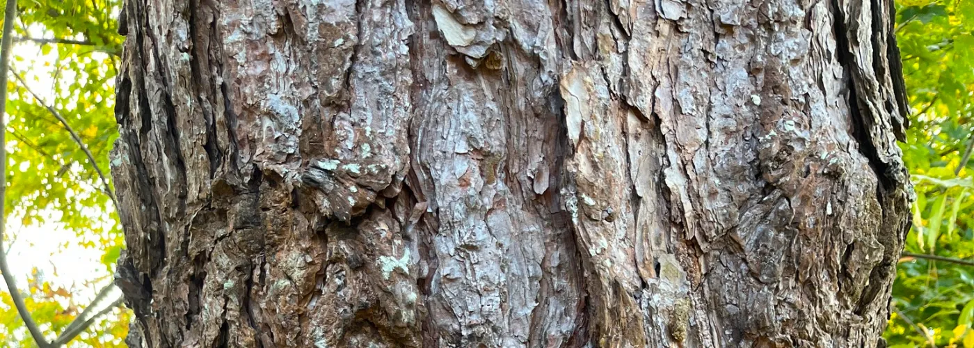 Deeply fissured grey-black bark of a mature Japanese Black Pine, Pinus thunbergii