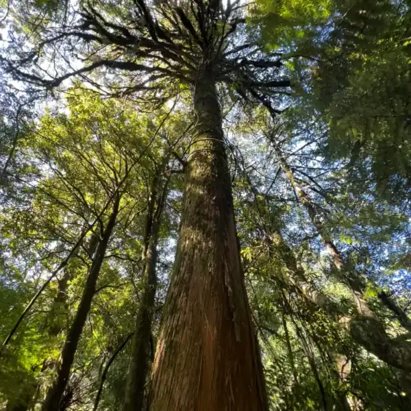 The straight, towering trunk of a New Zealand Totara (Podocarpus totara) in a forest setting, historically prized for its highly durable timber.
