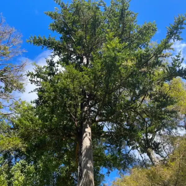Looking up into the dense, olive-green canopy of a tall, mature Totara (Podocarpus totara) landscape specimen tree against a blue sky.